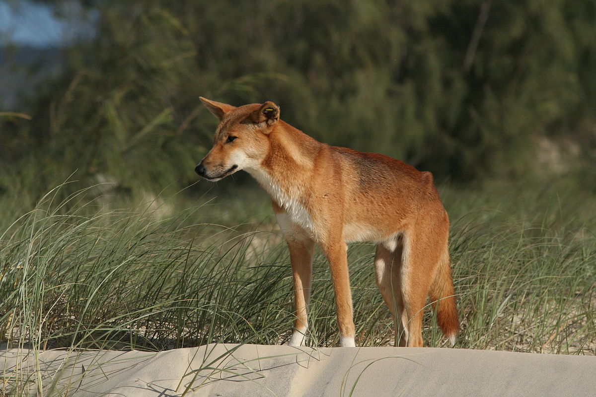 Dingo 'humanely destroyed' after attacks on two children in