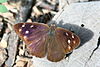 Dingy purplewing (Eunica monima) dorsal.jpg