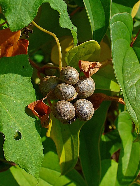 File:Dioscorea polystachya 004.jpg