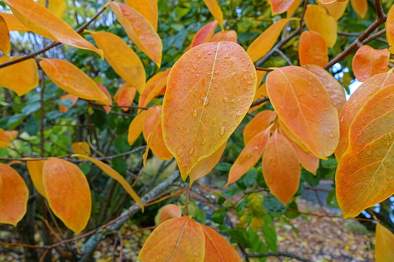 File:Diospyros virginiana × kaki 'Nikita's Gift' - Oregon Garden - Silverton, Oregon - DSC00168.jpg