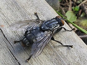 Uma mosca da família Sarcophagidae