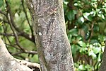 Thumbnail for File:Dogwood bark (at the Ibaraki Botanical Garden).jpg