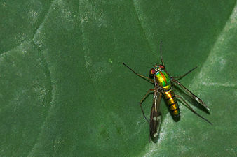 Dolichopodidae