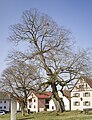 * Nomination Natural monument "Village lime tree" in Löffelsterz --Plozessor 04:03, 28 February 2024 (UTC) * Promotion  Support Good quality.--Tournasol7 05:13, 28 February 2024 (UTC)