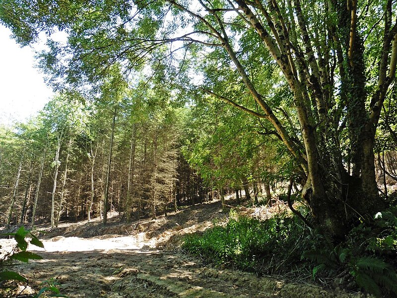 File:Down Plantation - geograph.org.uk - 5837102.jpg