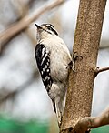 Thumbnail for File:Downy woodpecker (01437).jpg