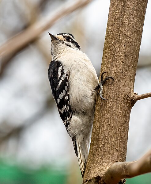 File:Downy woodpecker (01437).jpg