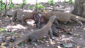 Trojice varanů komodských je rozmístěna kolem mrtvoly divokého prasete a vytrhávají z ní kusy masa.