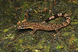 <i>Dravidogecko septentrionalis</i> Species of lizard