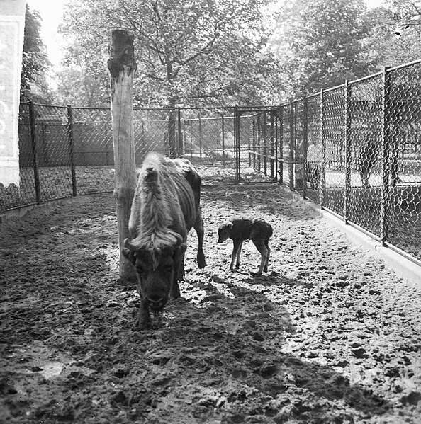 File:Drie tijgertjes in Artis voor het eerst buiten, Wisent moeder (19 jaar) haar neg, Bestanddeelnr 916-9114.jpg