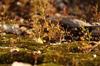 <i>Drosera erythrogyne</i> Species of carnivorous plant