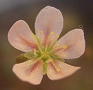 Drosera occidentalis