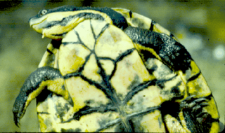 <span class="mw-page-title-main">Manning River snapping turtle</span> Species of turtle