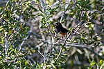 Thumbnail for File:Eastern towhee (44301187014).jpg