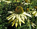 Echinacea purpurea 'Cleopatria' (ru:) (en:) (de:) (lv:)