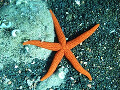 Une étoile de mer rouge (Echinaster sepositus), de forme caractéristique.