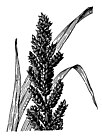 Echinochloa frumentacea (Japanhirse) HC-1950.jpg