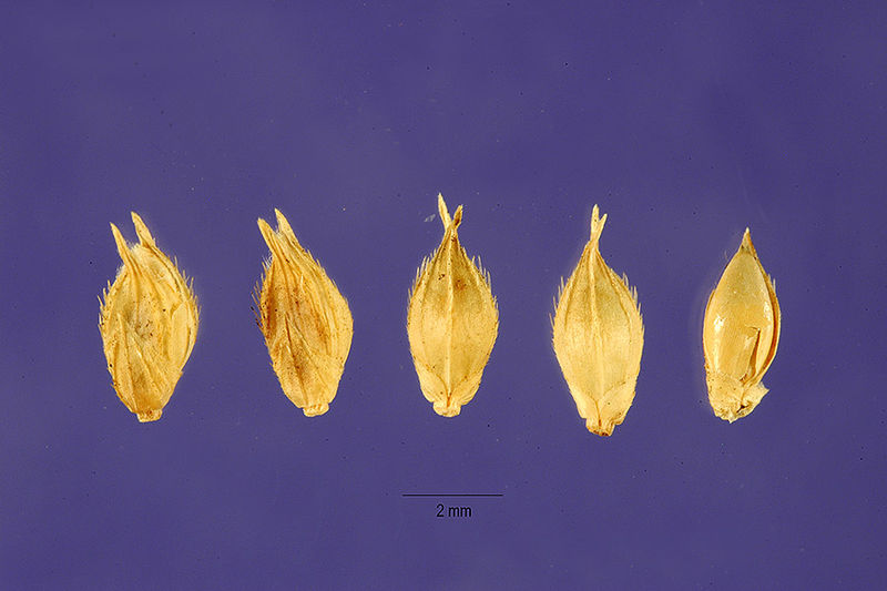 File:Echinochloa pyramidalis seeds.jpg