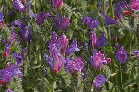 Echium judaeum.JPG