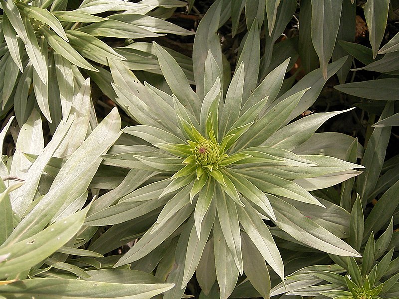 File:Echium webbii (Puntallana) 03.jpg