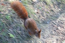 Certains écureuils survivent en ville, ici dans le Parc de la tête d'or, à Lyon.