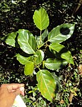 Thumbnail for Elaeocarpus munroi