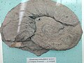Eleniceras tschechitevi sp.nov., Lower en:Hauterivian, en:Stevrek, (Coll. St. Breskovski) at the Sofia University "St. Kliment Ohridski" Museum of Paleontology and Historical Geology