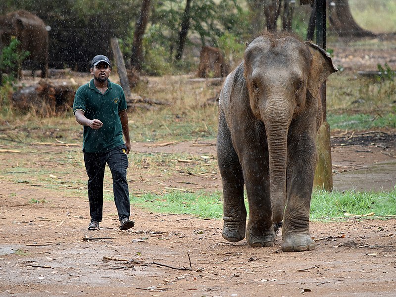 File:Elephant March (234472171).jpeg