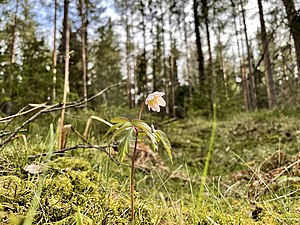 En av många vitsippor som blomster på Ryssbergen under våren.