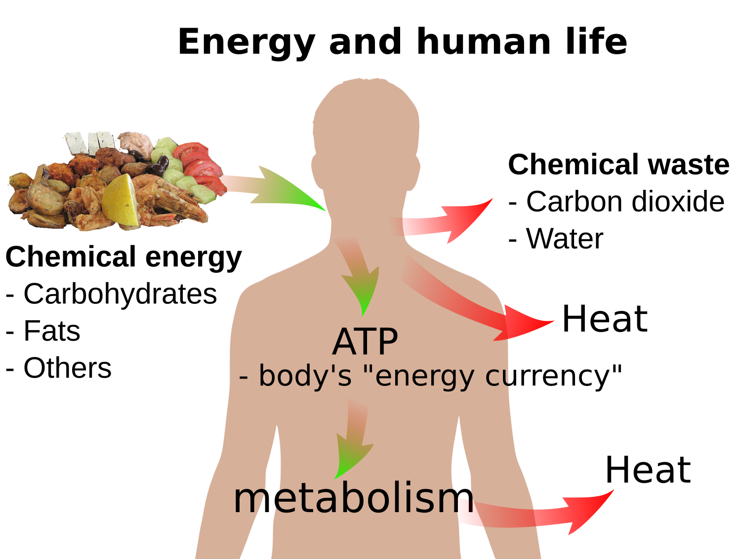 Energy metabolism. Metabolism in the body.. Metabolism in the Human body. Human Energy.