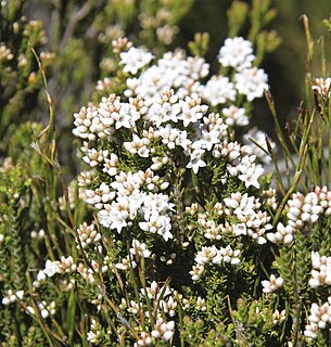 <i>Epacris glacialis</i> Species of flowering plant