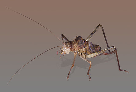 ♀ Ephippiger provincialis