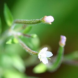 Epilobium ciliatum 3652. jpg