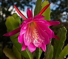 'Wendy' Epiphyllum Wendy-2.jpg