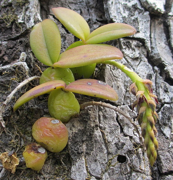 File:Epiphytic orchid (8193582044).jpg
