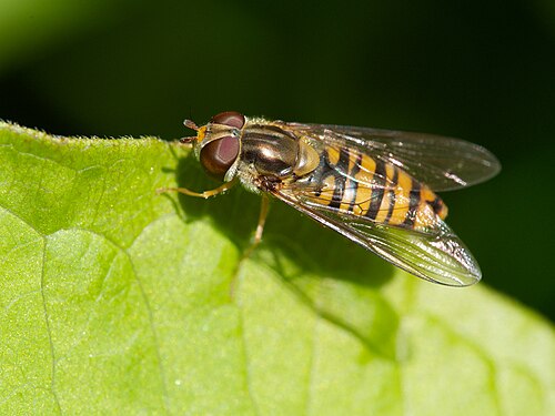 Episyrphus balteatus