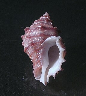 <i>Ergalatax</i> genus of molluscs