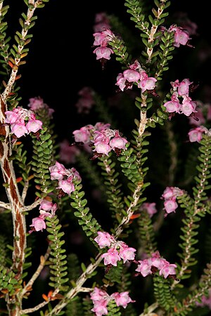 Erica Uysii: Plantspesie