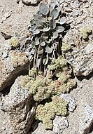 Prostrate buckwheat(Eriogonum lobbii) rosette with green flowers