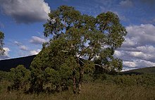 Eukalyptus aromaphloia Gewohnheit.jpg