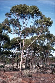 <i>Eucalyptus corrugata</i> Species of eucalyptus