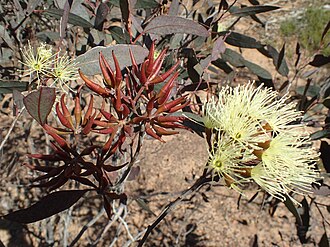 buds and flowers Eucalyptus gardneri flowers.jpg