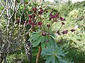 Euphorbia broussonetii (?)