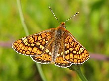 The marsh fritillary can be found at Yarnbury Castle