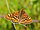 Euphydryas aurinia.jpg 