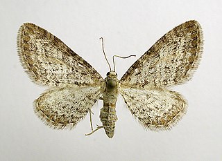 <i>Eupithecia subumbrata</i> species of insect