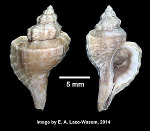 Eupleura caudata (YPM IZ 032317).jpeg