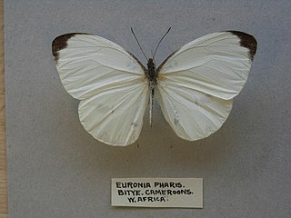 <i>Nepheronia</i> Butterfly genus in family Pieridae