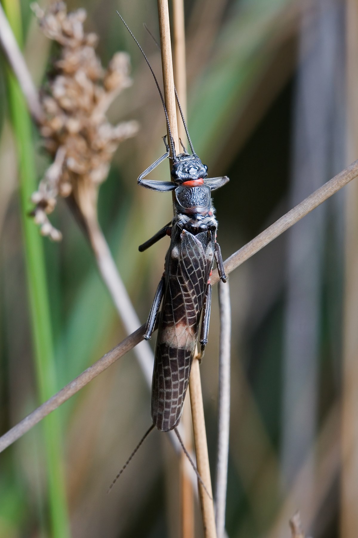 Plecoptera - Wikipedia