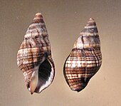 Shells in differing orientations of Euthria whelks Euthria cingulata 001.jpg